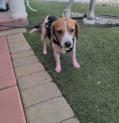 Found/Stray Female Dog last seen Copley and East mountain view, San Diego, CA 92116