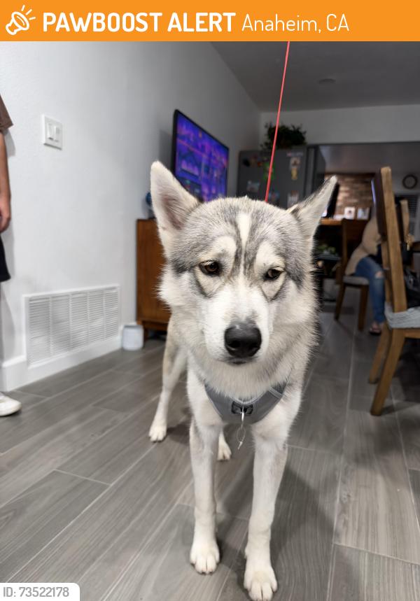 Found/Stray Male Dog last seen Lincoln and Sunkist, Anaheim, CA 92806