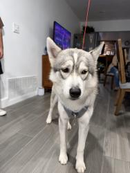 Found/Stray Male Dog last seen Lincoln and Sunkist, Anaheim, CA 92806