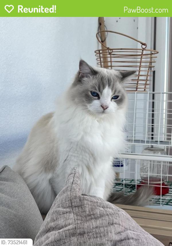 Reunited Female Cat last seen Seaview and Dolphin ct, Ventura, CA 93001
