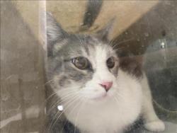 Shelter Stray Unknown Cat last seen , 1850 W 60th St, Los Angeles, CA 90047, USA