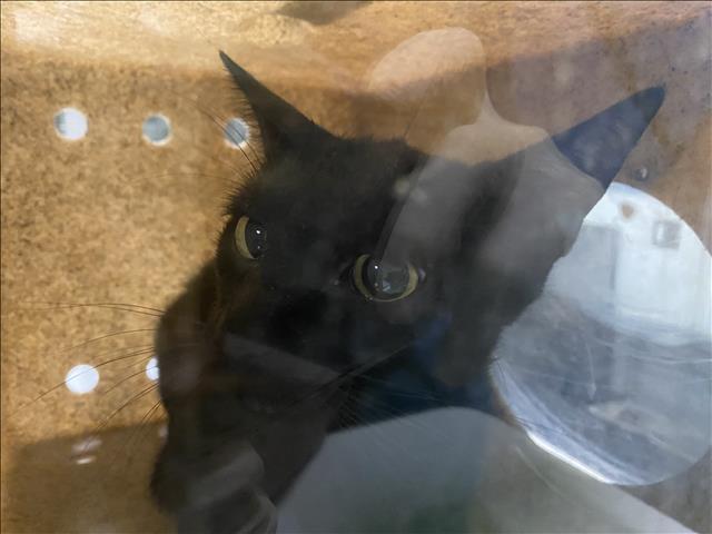 Shelter Stray Unknown Cat last seen , 1850 W 60th St, Los Angeles, CA 90047, USA