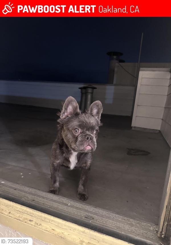 Lost Male Dog last seen Mitchell street and e 21st street, Oakland, CA 94601