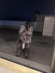 Lost Male Dog last seen Mitchell street and e 21st street, Oakland, CA 94601
