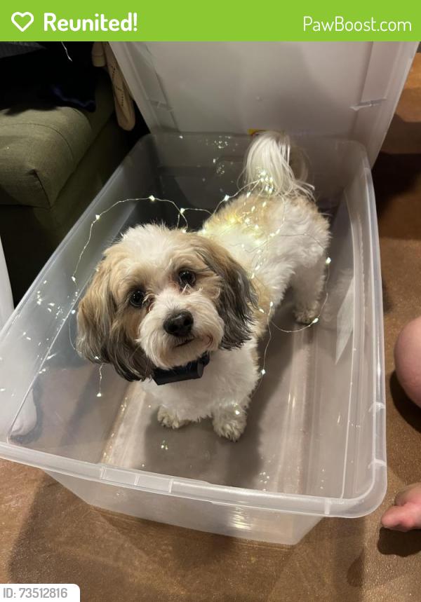 Reunited Male Dog last seen Alum Trail, Alpine Ln, Grey Eagle, MN 56336