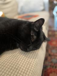 Reunited Male Cat last seen Sacramento & Diversey, Chicago, IL 60647