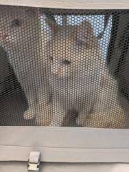 Found/Stray Male Cat last seen 17th and Lima, Aurora, CO 80010