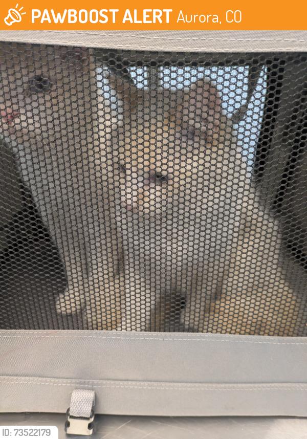 Found/Stray Male Cat last seen 17th and Lima, Aurora, CO 80010