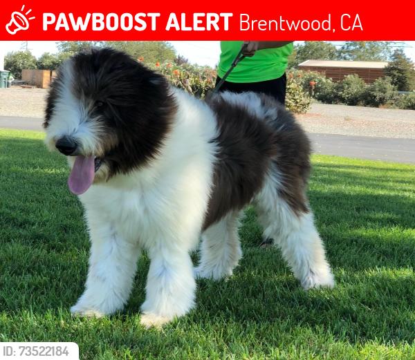 Lost Female Dog last seen sunset road and byron highway, Brentwood, CA 94513