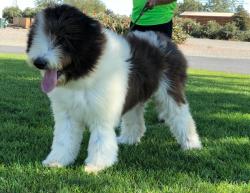 Lost Female Dog last seen sunset road and byron highway, Brentwood, CA 94513