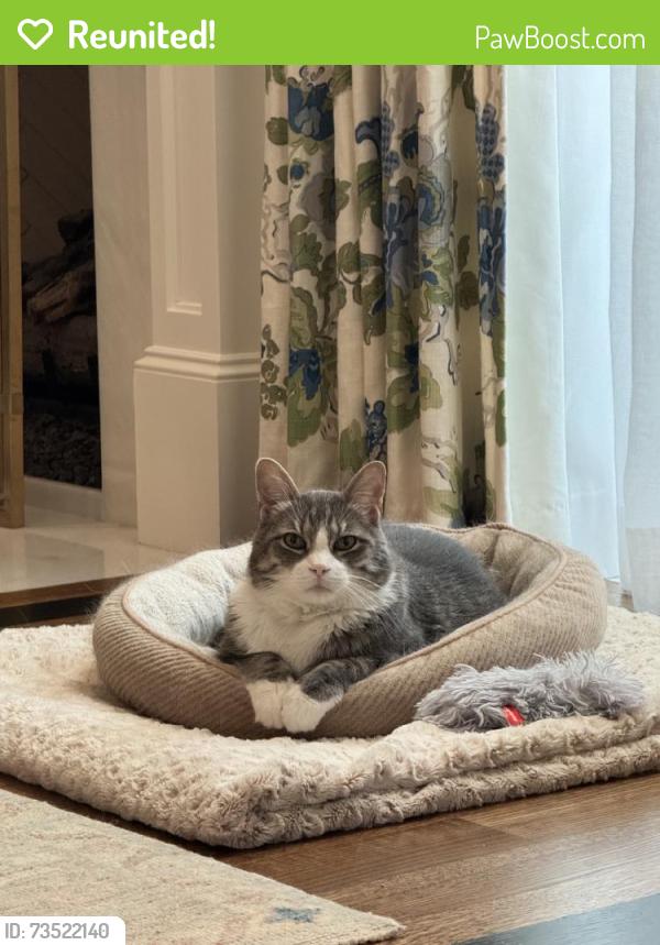 Reunited Male Cat last seen Near Harper St, Houston, TX 77005, USA, Houston, TX 77005