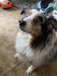 Reunited Male Dog last seen Last seen on Braverman dr, Santee, CA 92071
