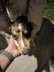 Reunited Male Dog last seen Autumncrest street, Caldwell, ID 83607