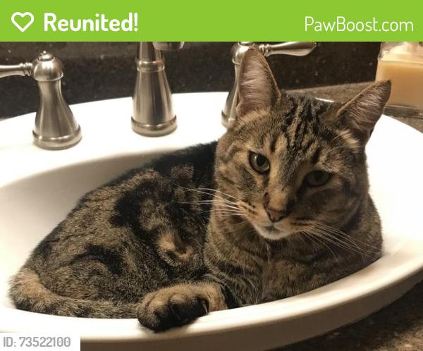 Reunited Male Cat last seen Hillcrest and saddle ridge, Medford, OR 97504