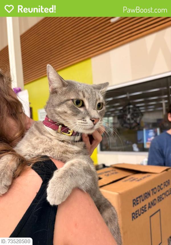Reunited Female Cat last seen Cypress n Houston and Huffmeister, Texas tavern, Cypress, TX 77429