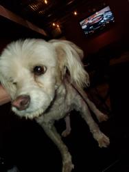 Found/Stray Unknown Dog last seen Grandview, Odessa, TX 79761