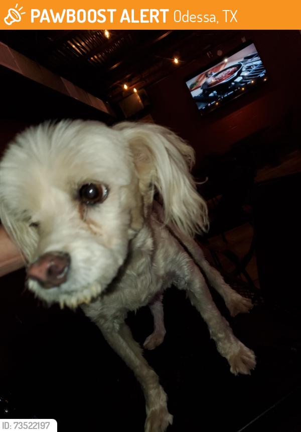 Found/Stray Unknown Dog last seen Grandview, Odessa, TX 79761