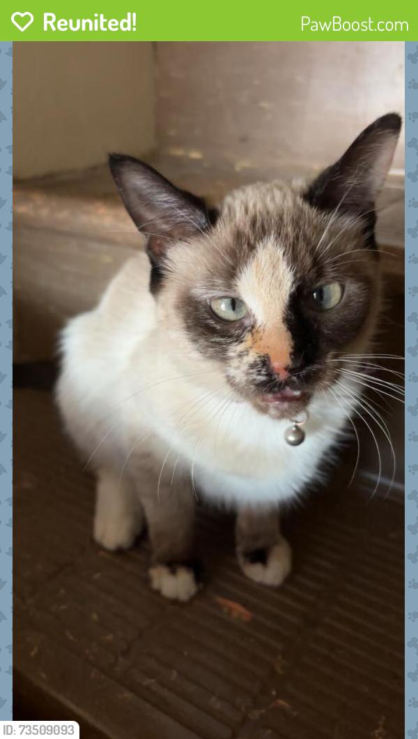 Reunited Female Cat last seen S Priest Dr & E Calle Vahi, Guadalupe, AZ 85283