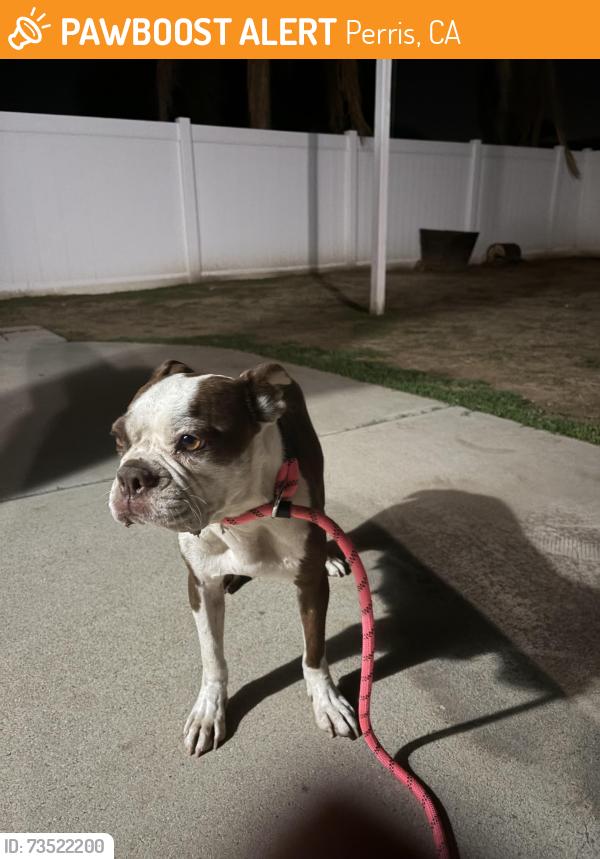 Found/Stray Female Dog last seen Paragon Park, Perris, CA 92571