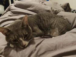 Lost Male Cat last seen St Andrews Playground, Brooklyn, NY 11216