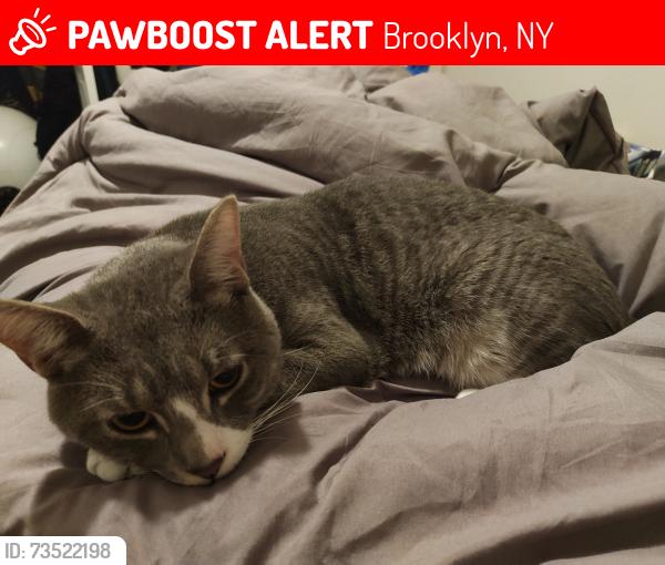 Lost Male Cat last seen St Andrews Playground, Brooklyn, NY 11216