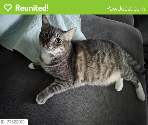 Reunited Male Cat last seen Swan grove apmts, Lakewood, WA 98499