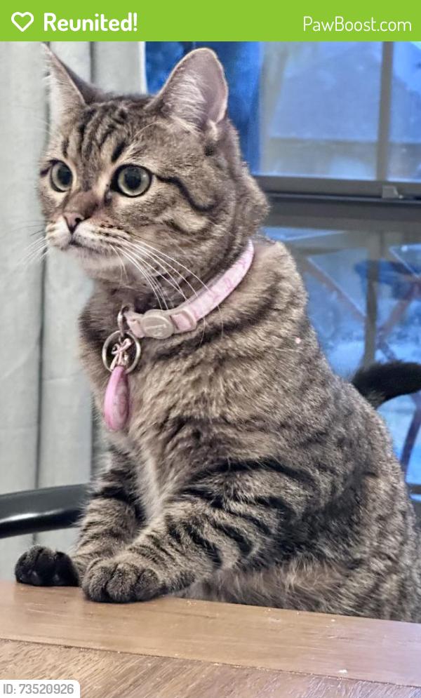 Reunited Female Cat last seen The highlands, Carrollton, 75007, Carrollton, TX 75007