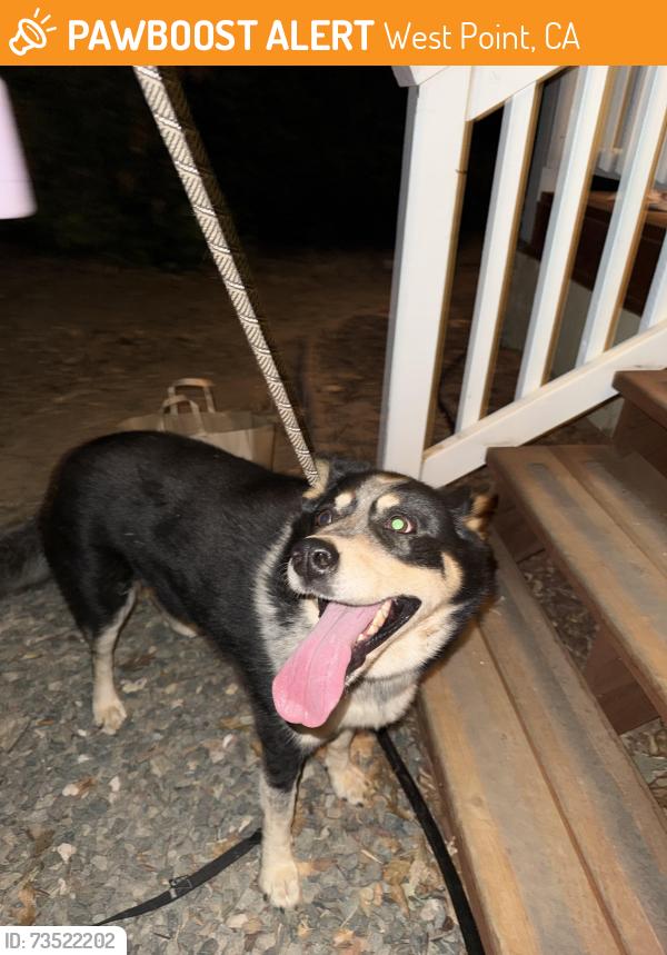 Found/Stray Female Dog last seen Hwy 26 and Stanley rd, West Point, CA 95255