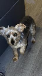 Lost Male Dog last seen 22nd Ave. at 27th St. Oakland, CA, Oakland, CA 94606