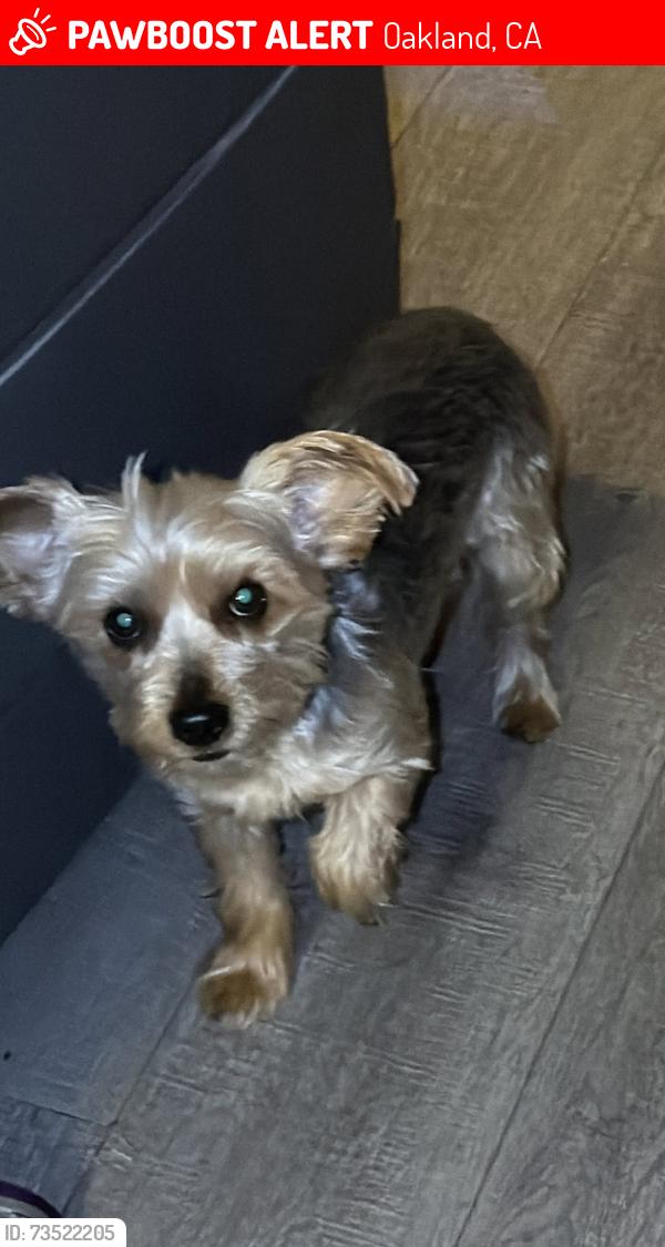 Lost Male Dog last seen 22nd Ave. at 27th St. Oakland, CA, Oakland, CA 94606