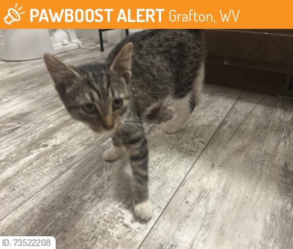 Found/Stray Unknown Cat last seen Pike st and victory ave, Grafton, WV 26354