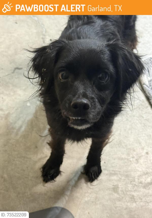Found/Stray Female Dog last seen Rivercrest neighborhood, Garland, TX 75042