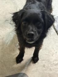 Found/Stray Female Dog last seen Rivercrest neighborhood, Garland, TX 75042