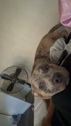 Lost Male Dog last seen Near lawrence street, Denver, CO 80205