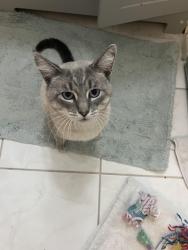 Lost Male Cat last seen Blackburn Ave, Los Angeles, CA 90048