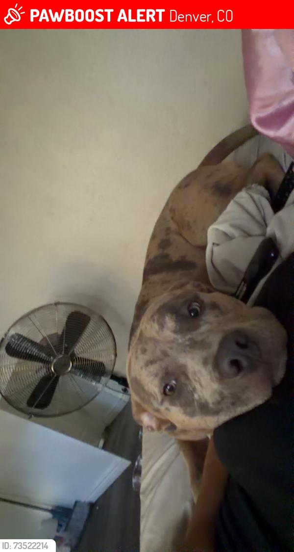 Lost Male Dog last seen Near lawrence street, Denver, CO 80205