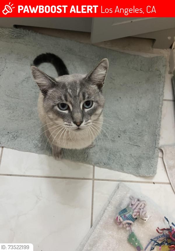 Lost Male Cat last seen Blackburn Ave, Los Angeles, CA 90048
