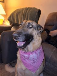 Reunited Female Dog last seen 22nd and 4th ave, Brooklyn, NY 11232
