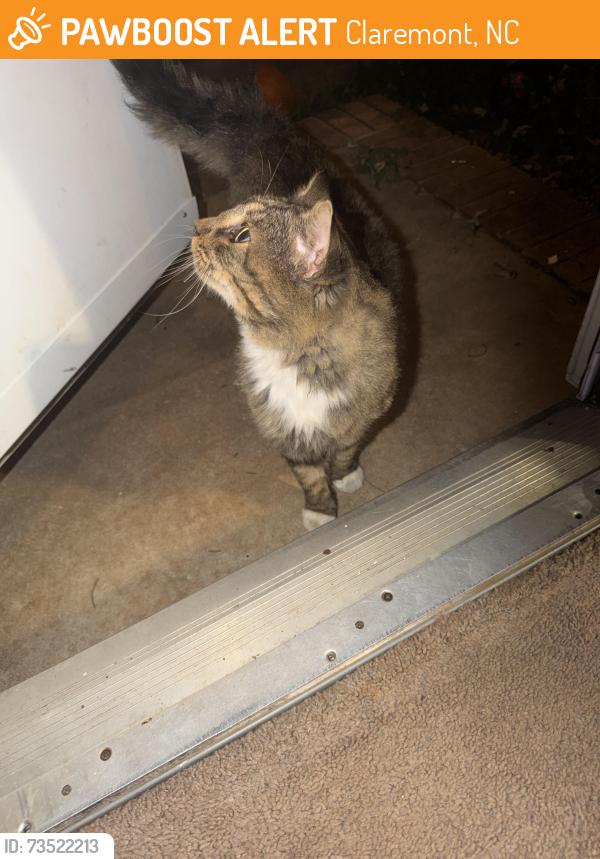 Found/Stray Male Cat last seen Oxfor school rd, Claremont, NC 28610