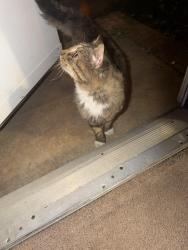 Found/Stray Male Cat last seen Oxfor school rd, Claremont, NC 28610