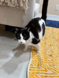 Reunited Female Cat last seen Tantau Ave and Meiggs Ave, Cupertino, CA 95014