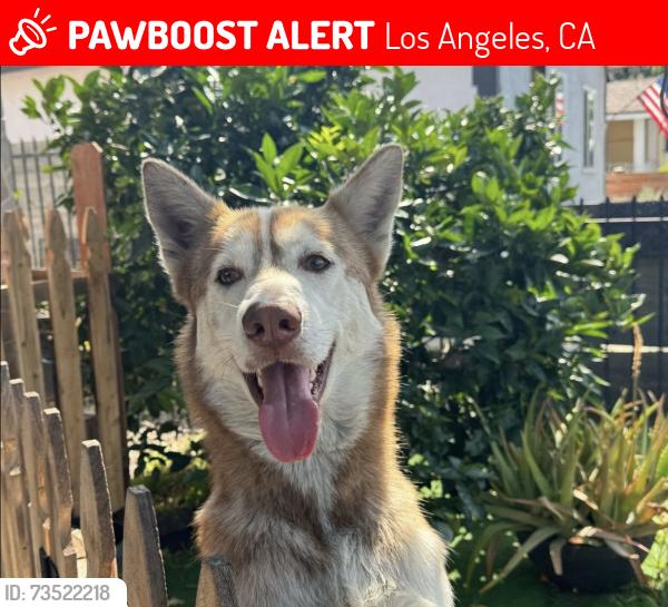 Lost Male Dog last seen Gage Avenue, Los Angeles, CA 90005