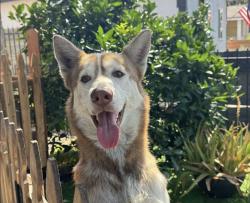 Lost Male Dog last seen Gage Avenue, Los Angeles, CA 90005