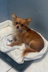 Lost Female Dog last seen Near by Verbum Dei Jesuit High School, Los Angeles, CA 90059