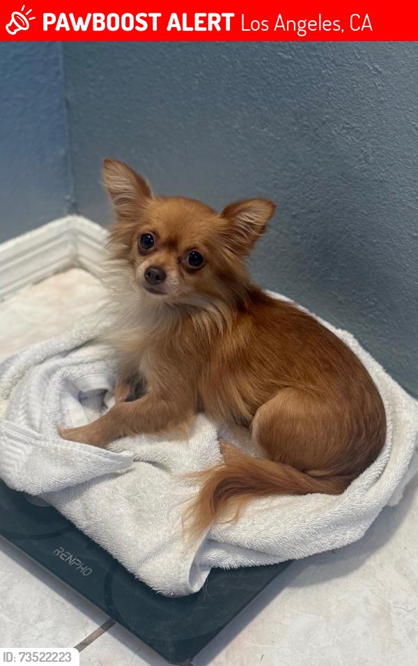 Lost Female Dog last seen Near by Verbum Dei Jesuit High School, Los Angeles, CA 90059