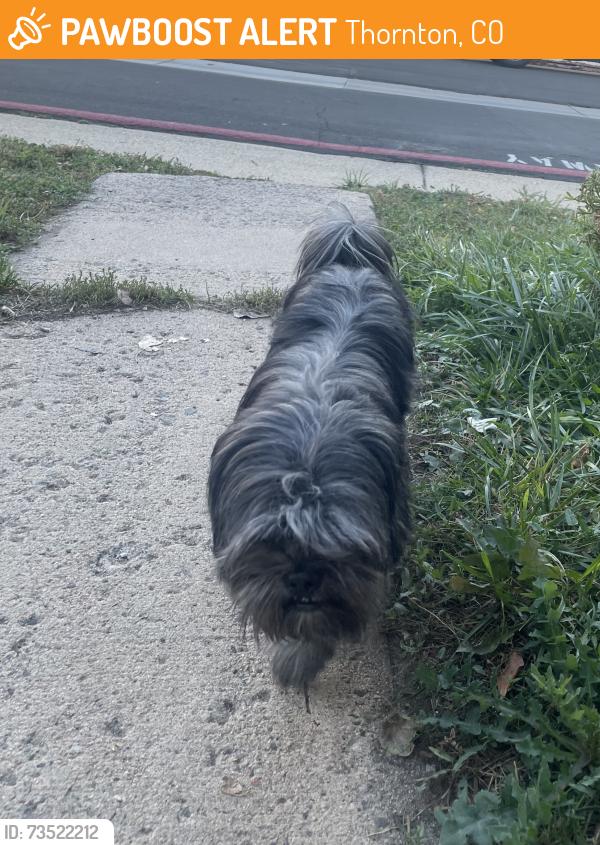 Found/Stray Unknown Dog last seen Found in friendly village neighborhoods, Thornton, CO 80260