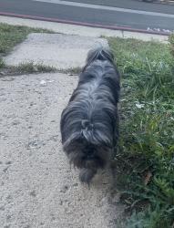 Found/Stray Unknown Dog last seen Found in friendly village neighborhoods, Thornton, CO 80260