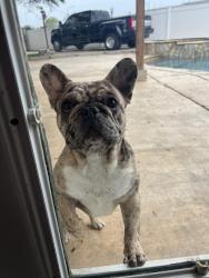 Reunited Male Dog last seen Transite Ave, San Diego, CA 92154