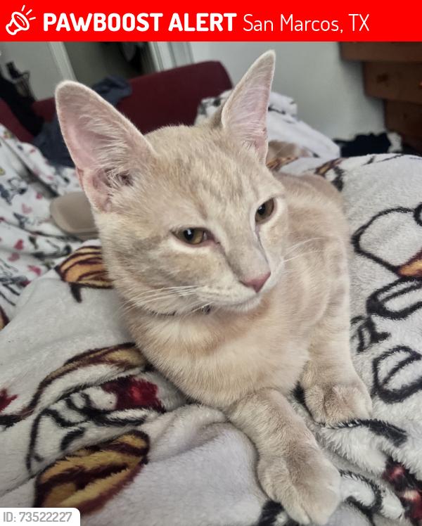 Lost Male Cat last seen Elevation apmts, San Marcos, TX 78666