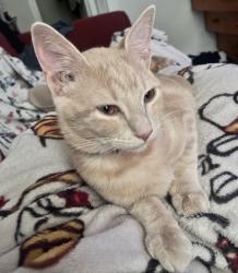 Lost Male Cat last seen Elevation apmts, San Marcos, TX 78666